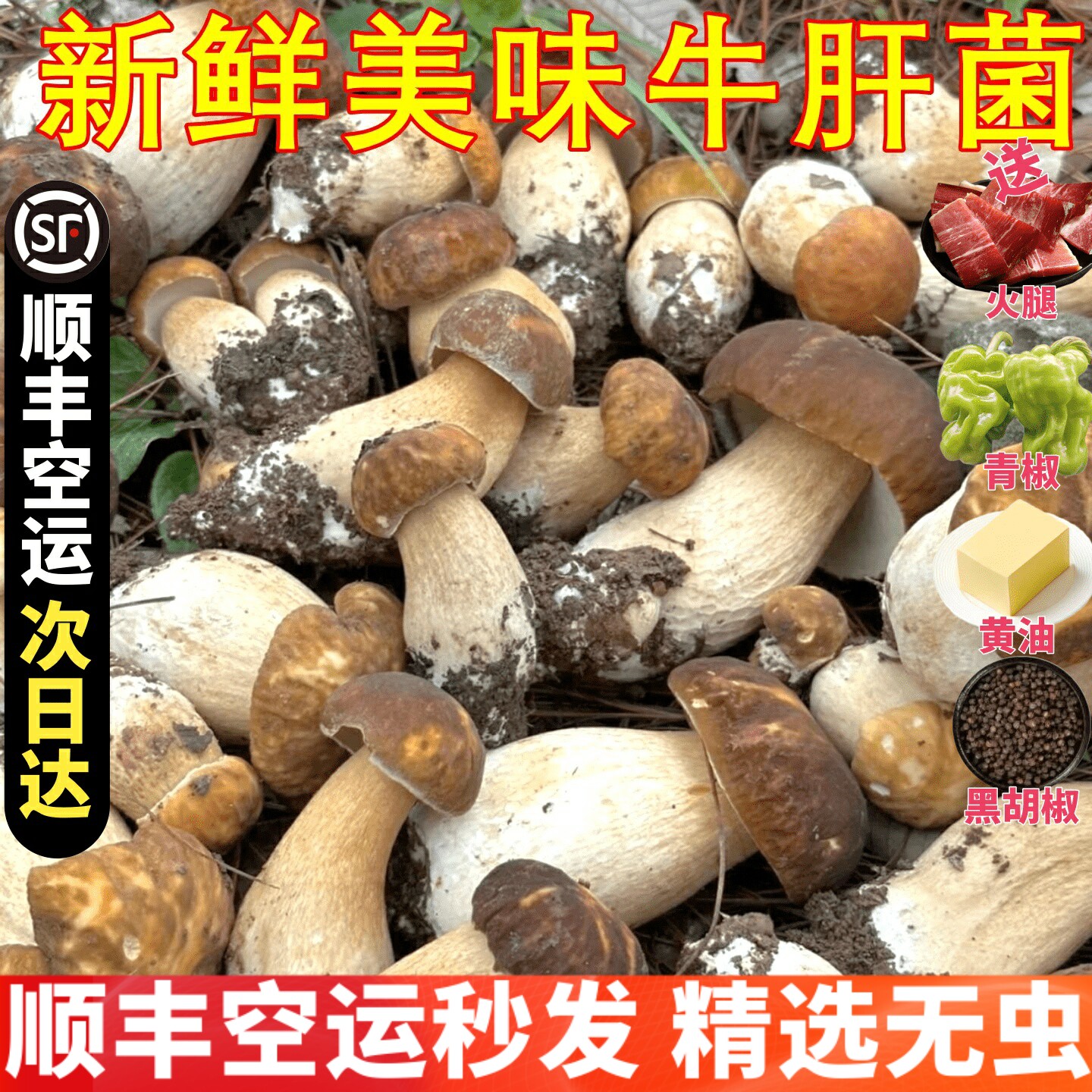 白牛肝菌新鲜野生美味非干货 蘑菇黄牛肝菌红牛肝菌野生云南菌子