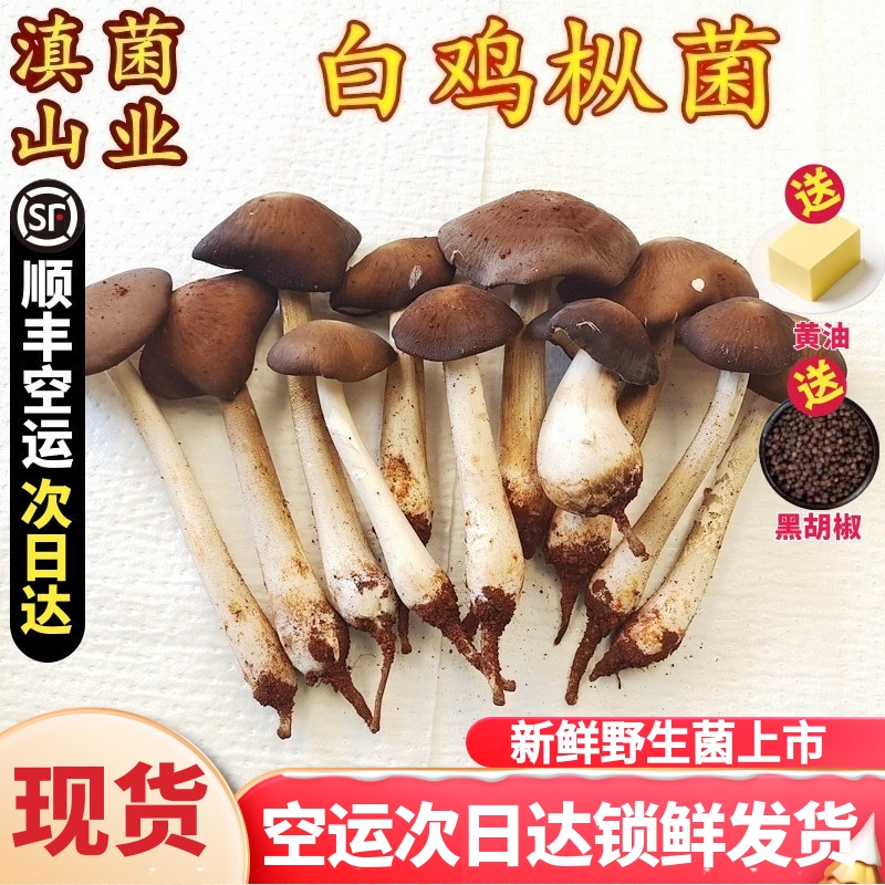 新鲜鸡枞菌 云南特产山珍食材鸡纵500克一斤装非野生蘑菇空运包邮