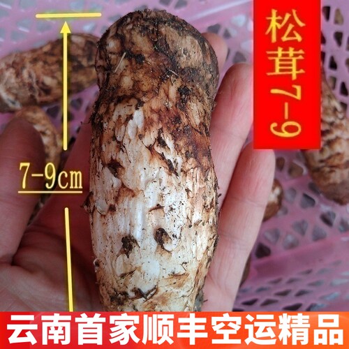 正品香格里拉松茸新鲜云南菌子