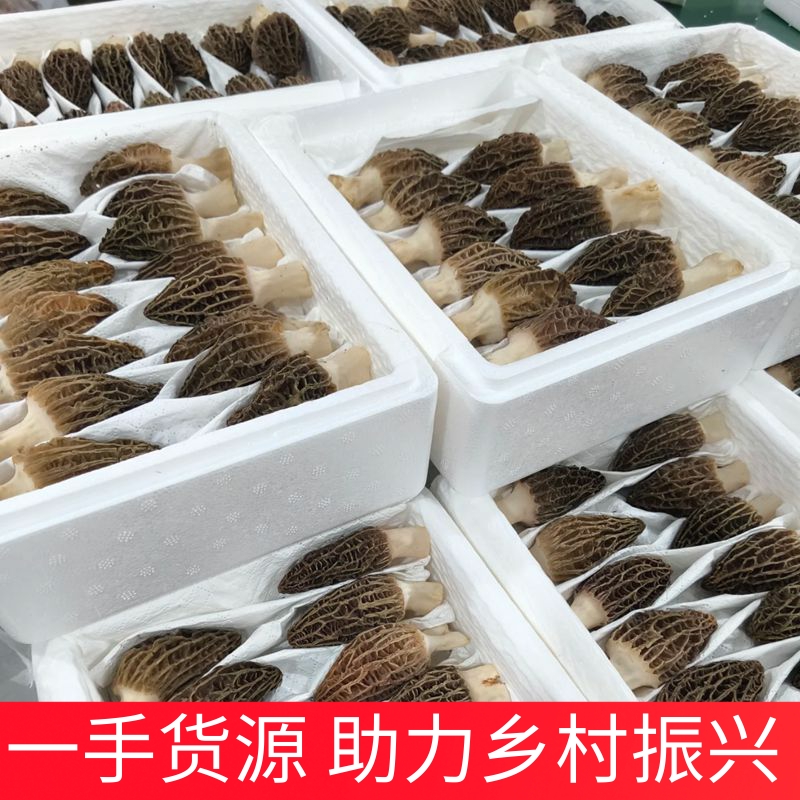 新鲜羊肚菌精选特级礼盒装云南特产野生蘑菇山珍味道鲜美顺丰