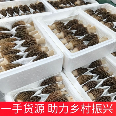 新鲜羊肚菌精选特级礼盒装云南特产野生蘑菇山珍味道鲜美顺丰