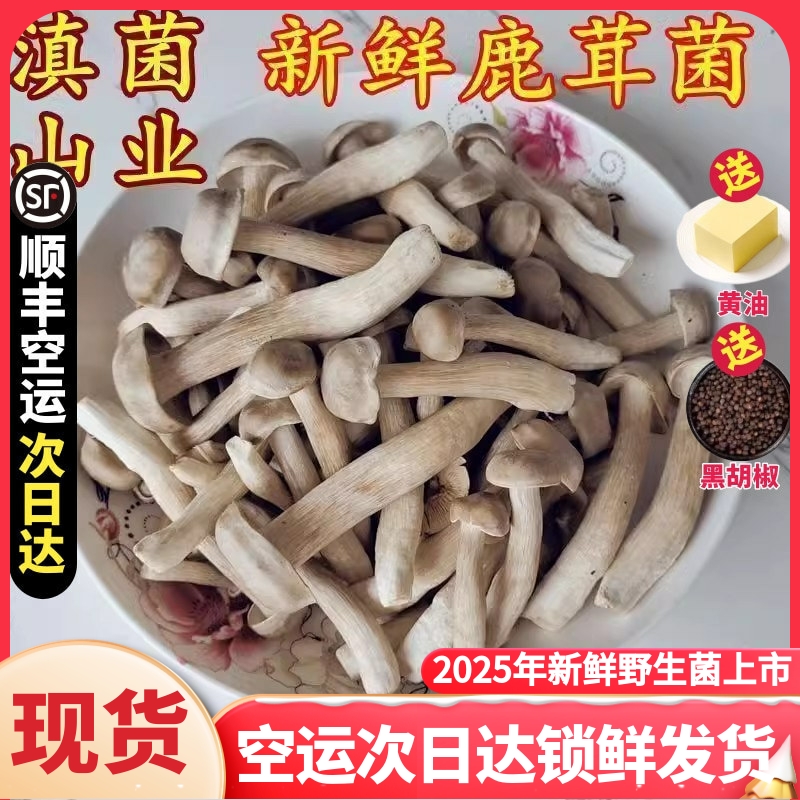 云南高原粗壮鹿茸菌新鲜