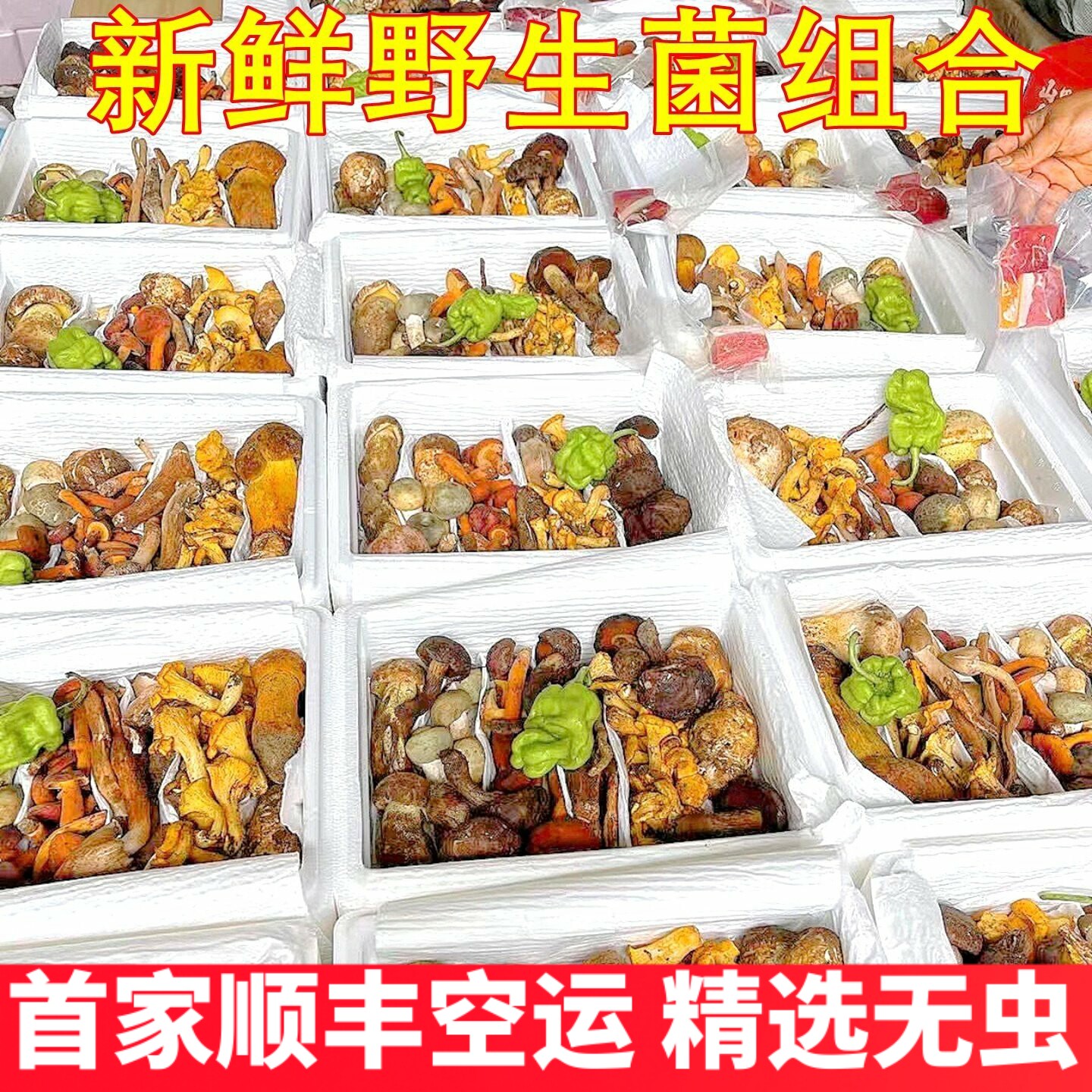 新鲜杂菌组合云南山珍美食农产品松茸红菇珊瑚菌黄牛肝菌鸡油菌