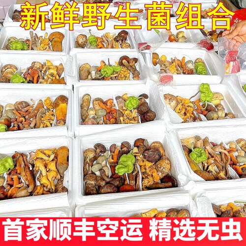新鲜杂菌组合云南山珍美食农产品松茸红菇珊瑚菌黄牛肝菌鸡油菌