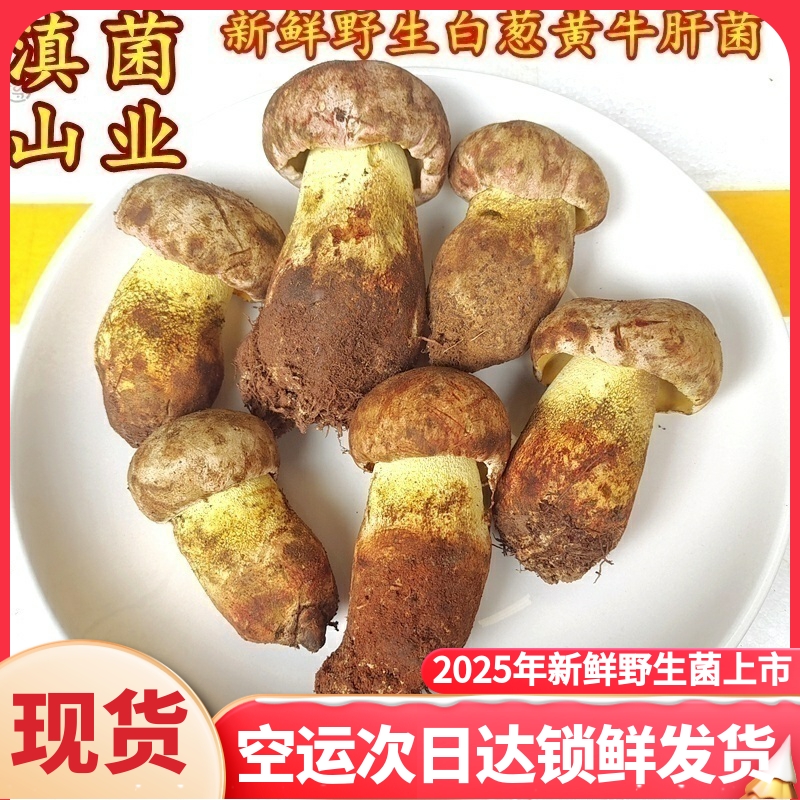 新鲜野生黄牛肝菌白葱菌