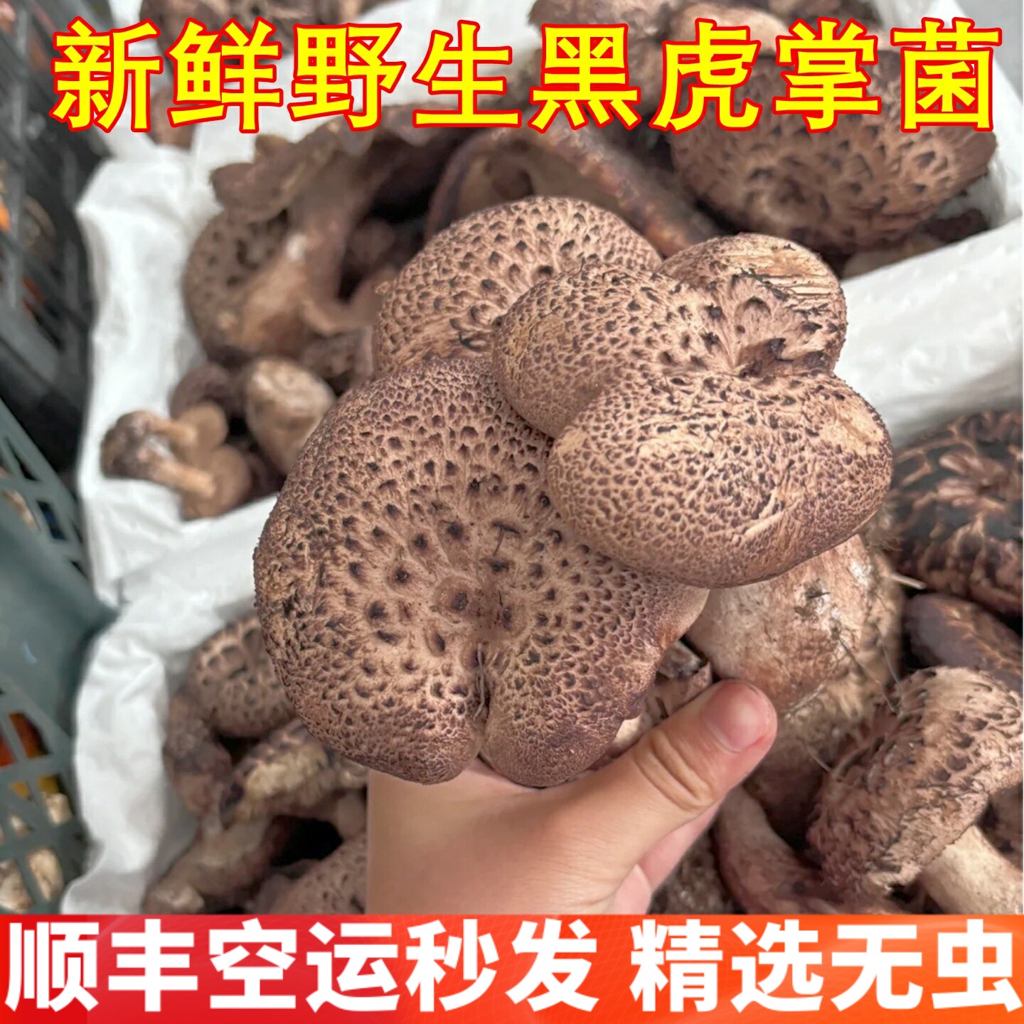 野生黑虎掌菌新鲜正品 稀有山珍美食香菇农产品云南菌子野生菌