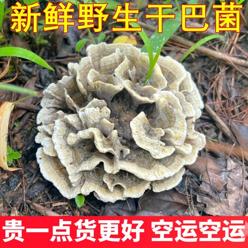 新鲜干巴菌野生菌云南美食农产品稀有食材爆炒味道香味独特干巴菌
