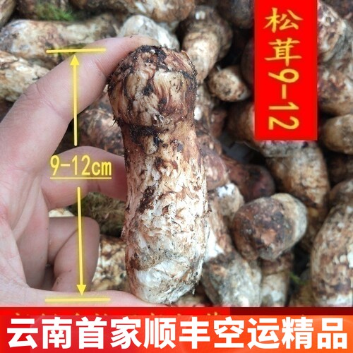 新鲜松茸野生云南菌子蘑菇山珍