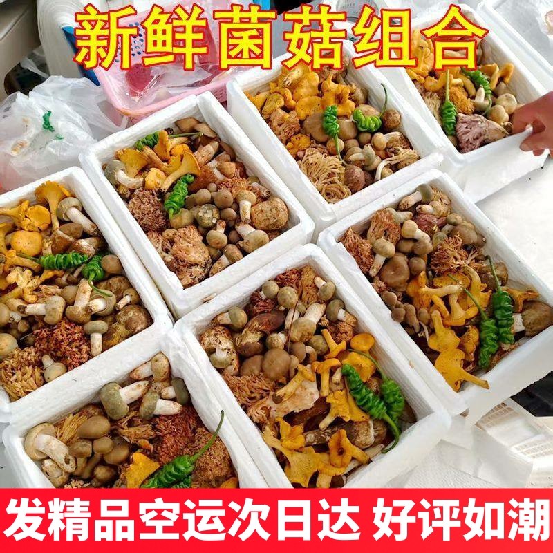 新鲜蘑菇野生菌组合云南黑松露牛肝菌鸡枞羊肚菌见手青松茸干巴菌