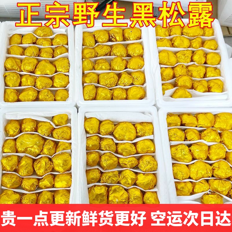 新鲜黑松露菌云南野生特产 贡山成熟猪拱菌山珍菌菇空运云南菌子