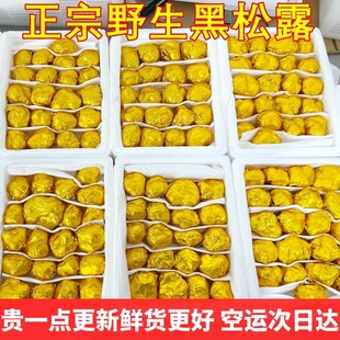 新鲜黑松露菌云南野生特产 贡山成熟猪拱菌山珍菌菇空运云南菌子