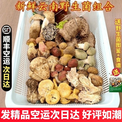 新鲜蘑菇组合云南野生菌杂菌松茸牛肝菌见手青红菇干巴菌鸡枞羊肚