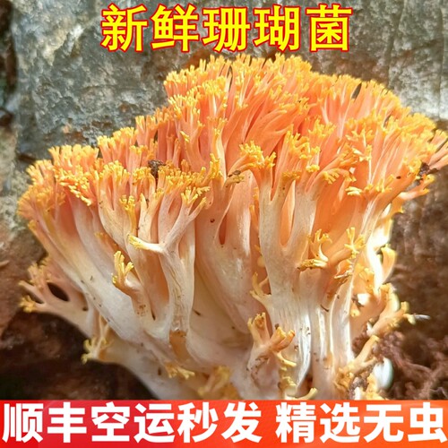 野生珊瑚菌新鲜 空运发货次日达清凉焯水去苦味云南野生山珍稀有