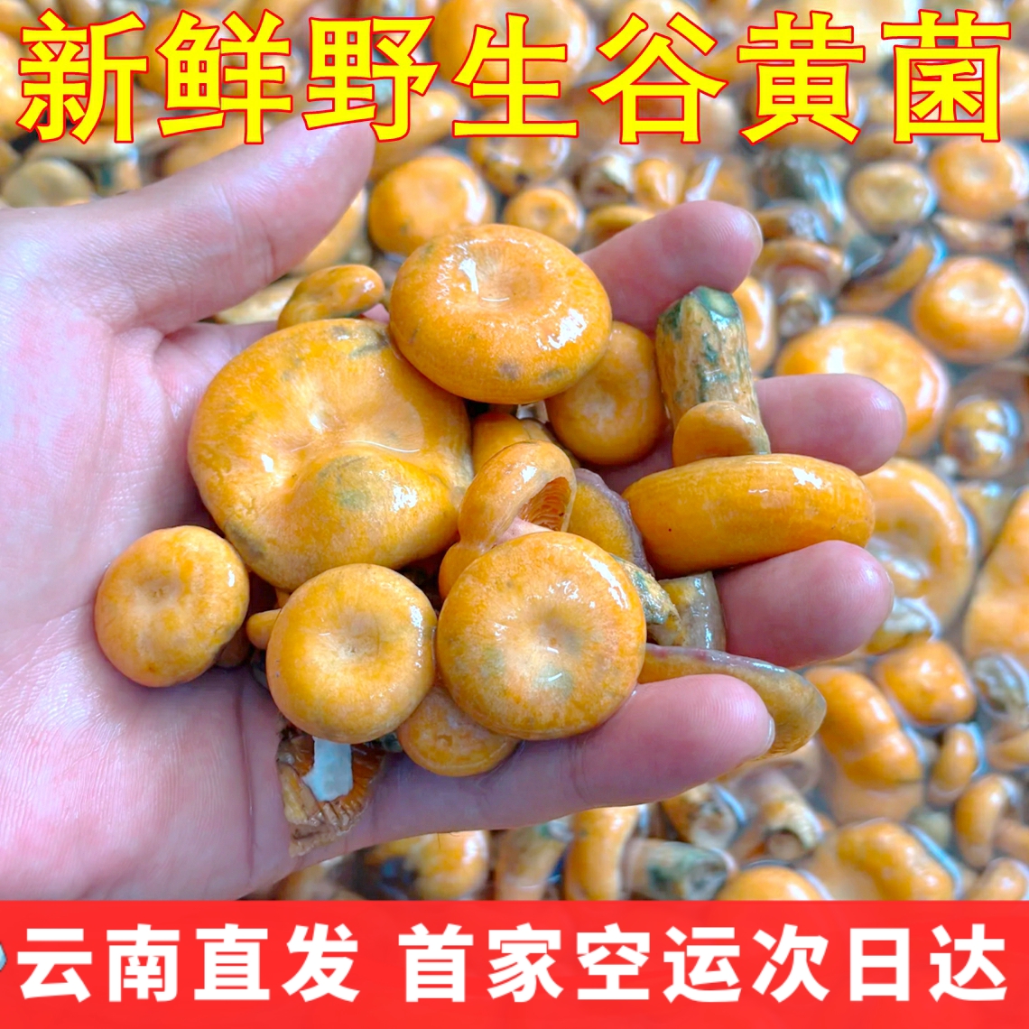 新鲜野生谷黄菌空运次日达 谷熟菌枞树菌寒菌美味蘑菇野生菌子