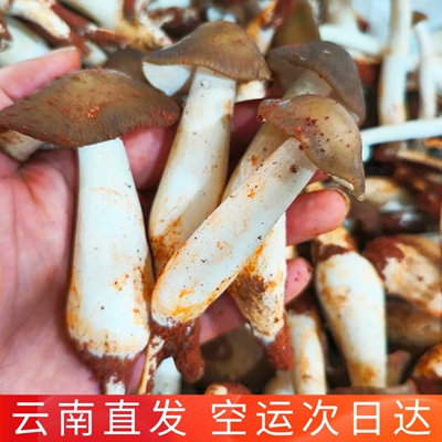 露水鸡枞菌新鲜 山珍蘑菇美食云南菌子人工林下培育性价比高空运