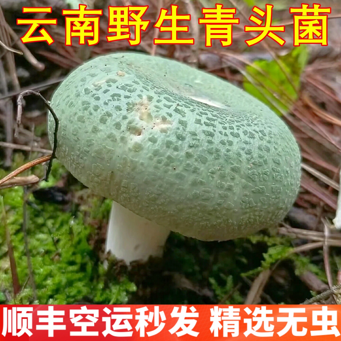 野生青头菌新鲜变绿红菇 稀有美食味道鲜美食材云南野生菌蘑菇