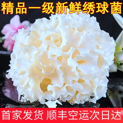 新鲜绣球菌顺丰空运次日达产地直销凉拌煲汤红烧清炒山珍云南菌子