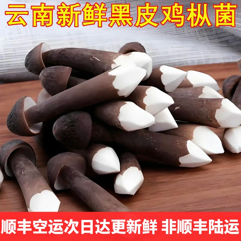 黑皮鸡枞菌新鲜 云南山珍特产空运次日达包邮现货云南菌子精品货