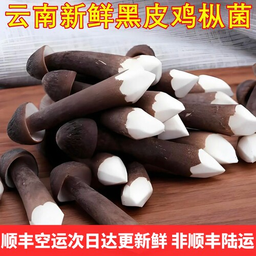 黑皮鸡枞菌新鲜云南山珍特产