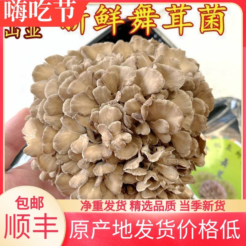 新鲜灰树花 古田山珍土特产450克空运发货舞茸菌菇干净无泥沙包邮