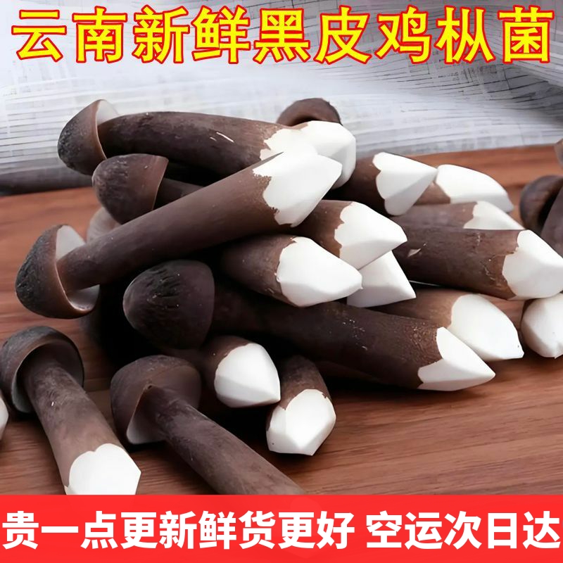 黑皮鸡枞菌新鲜云南山珍特产