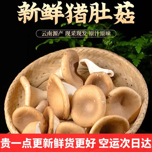 新鲜猪肚菇 大斗菇食用菌美食蘑菇大伞菌漏斗菇香菇云南菌子野生