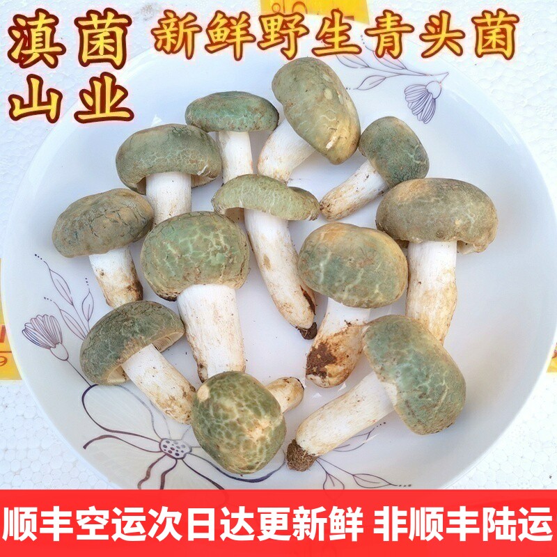 现货青头菌新鲜野生 云南山珍变绿红菇美食材农产品蘑菇绿头菌