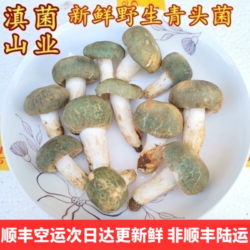 现货新鲜野生青头菌变红菇