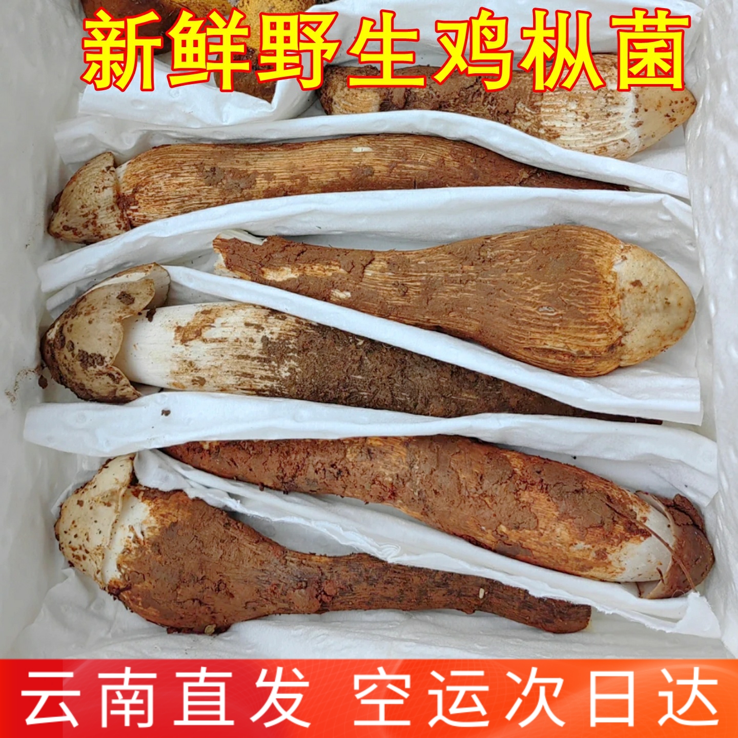 新鲜鸡枞菌野生鸡枞 稀有美食山珍食材云南四大名菌蘑菇香菇鲜美
