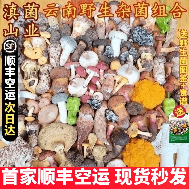 新鲜野生菌菇组合松露见手青松茸红菇鸡枞青头牛肝羊肚菌云南菌子