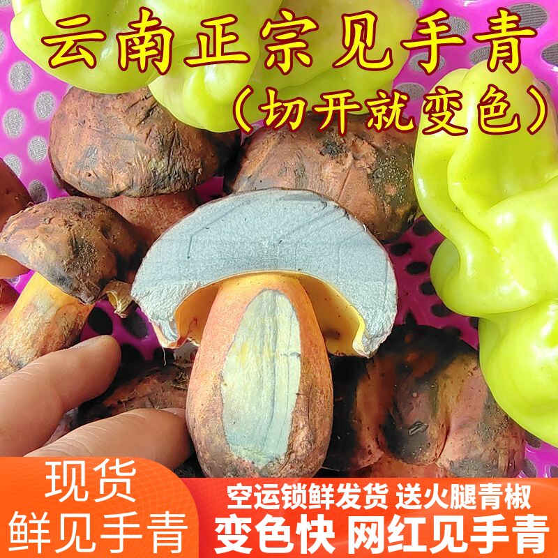 新鲜见手青红葱牛肝菌蘑菇现摘野生菌特产美食黄牛肝菌云南菌子