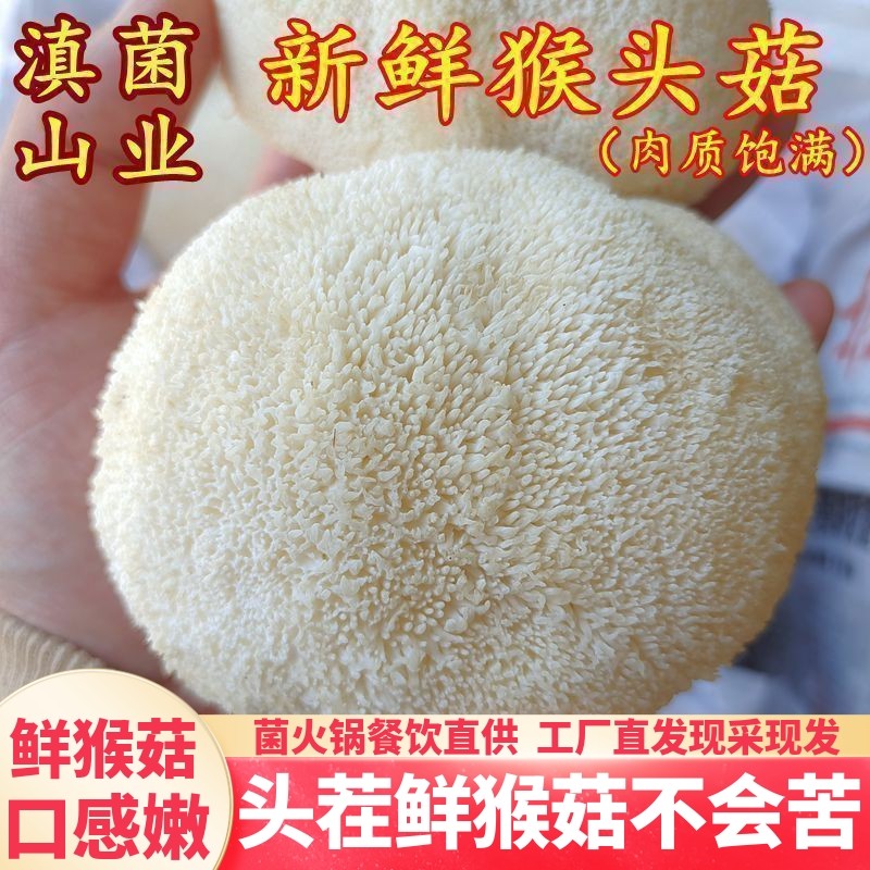 新鲜猴头菇 云南特产山珍养胃食材饱满大个空运发货云南菌子
