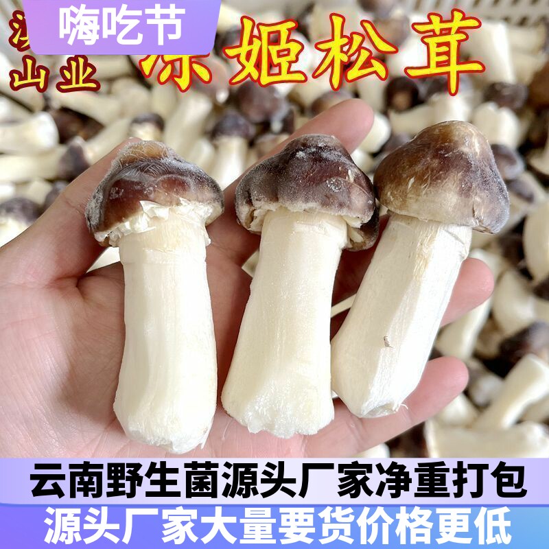 冰鲜冻姬松茸 云南山珍土特产野生菌酒店香菇食材洗干净云南菌子