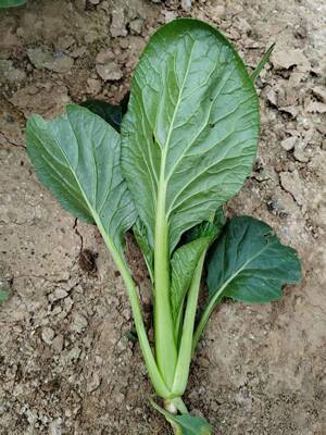 口感好吃的小叶菜种子