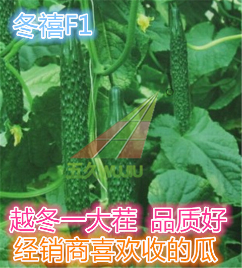 浅绿瓤好吃的大面积种的黄瓜种子