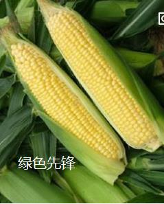 甜玉米种子/绿色先锋/国家审定/生食玉米/农科院出品/水果玉米种在类目 农用物资, 种子/种苗, 蔬菜种子中 - 来自Buy2taobao.com提供专业的淘宝代购服务