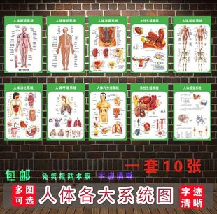 人体运动消化生殖泌尿神经系统解剖海报医院医学挂图内脏骨骼肌肉
