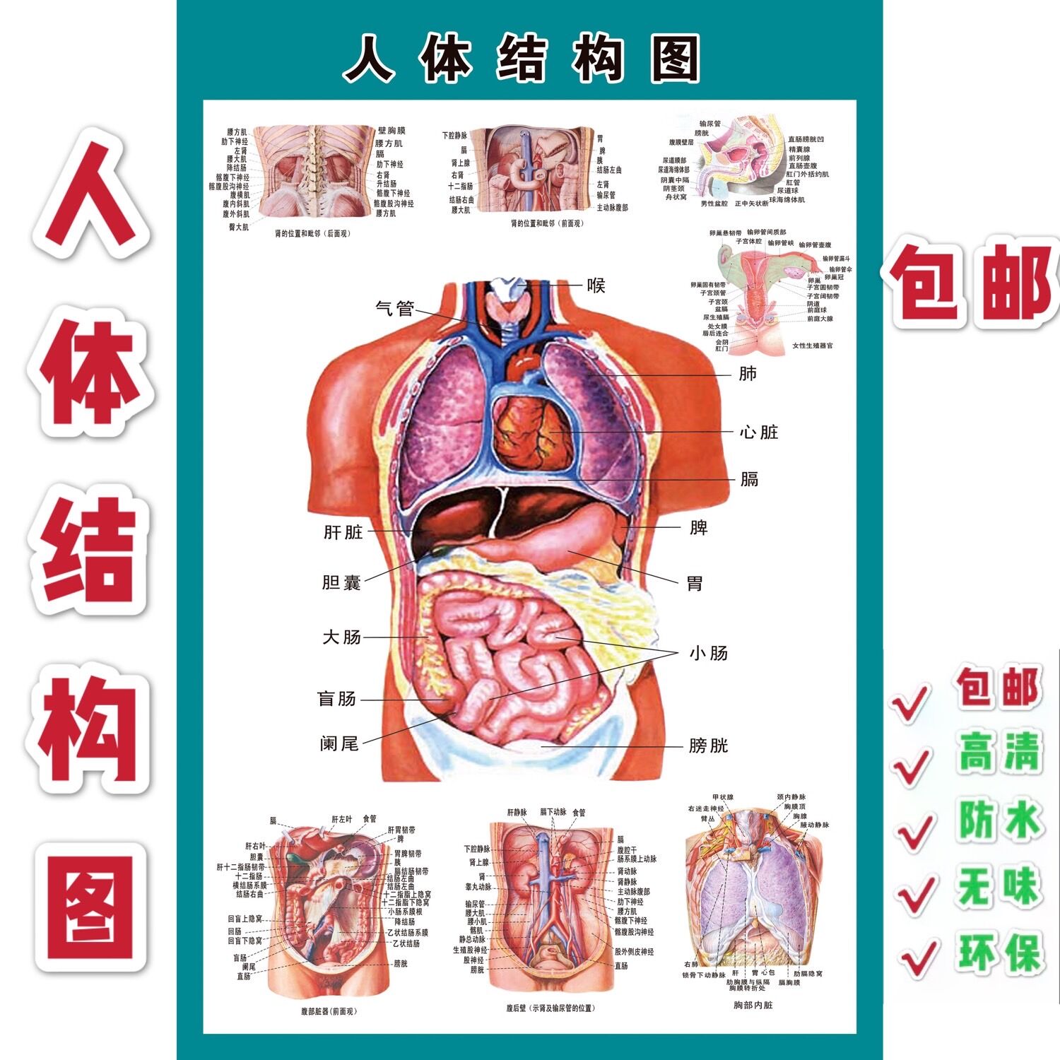 人体解剖图骨骼结构图血液神经器官肌肉淋巴消化泌尿系统示意挂图