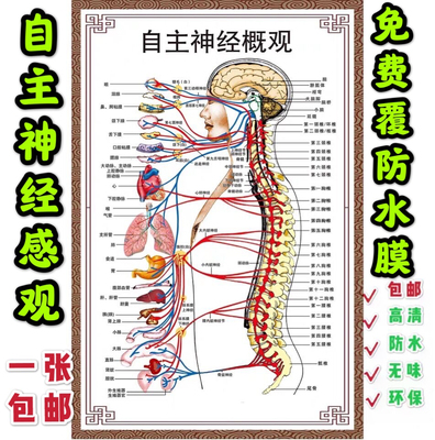 自主神经人体器官解剖图医院