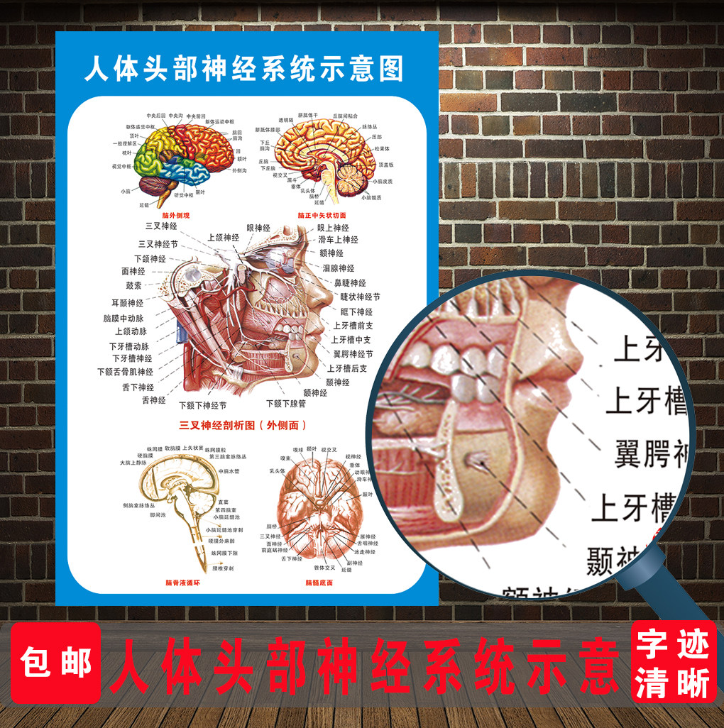 头部神经系统示意图人体解剖挂图人体器官解剖图展板医院布置海报