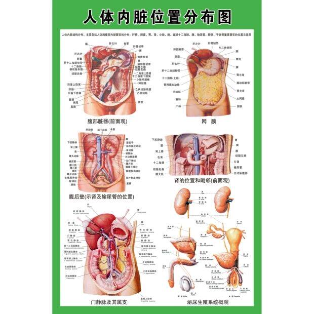 人体内脏结构分布骨骼消化神经血管肝胃生殖解剖系统医学挂图