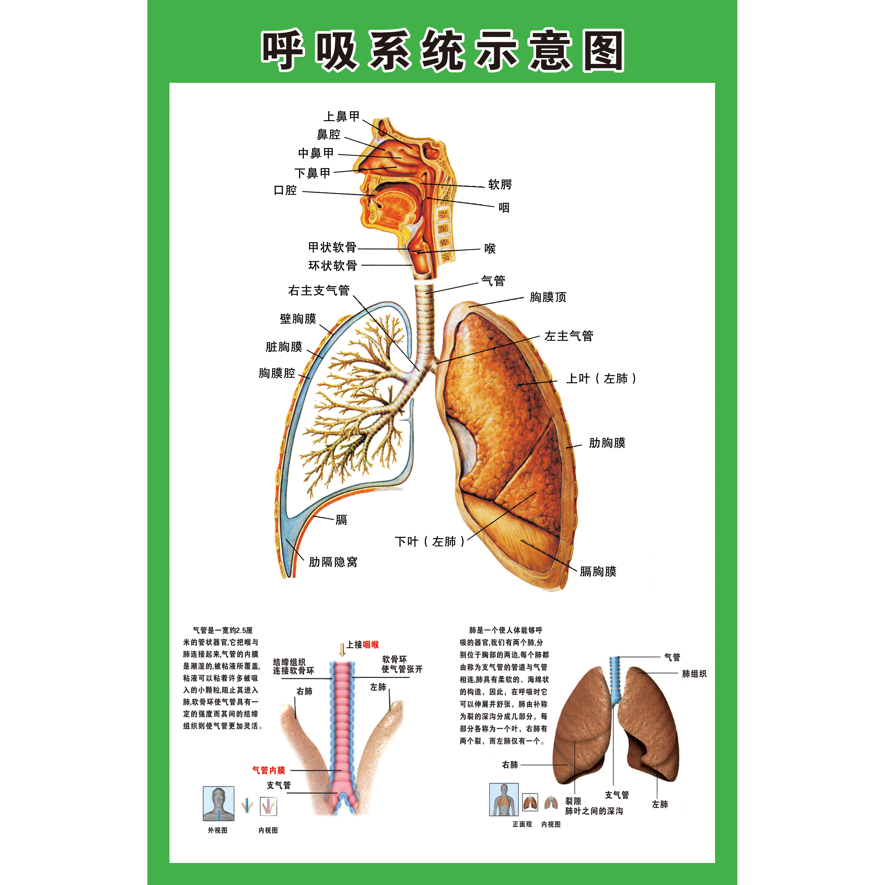 手绘人体呼吸系统简图图片