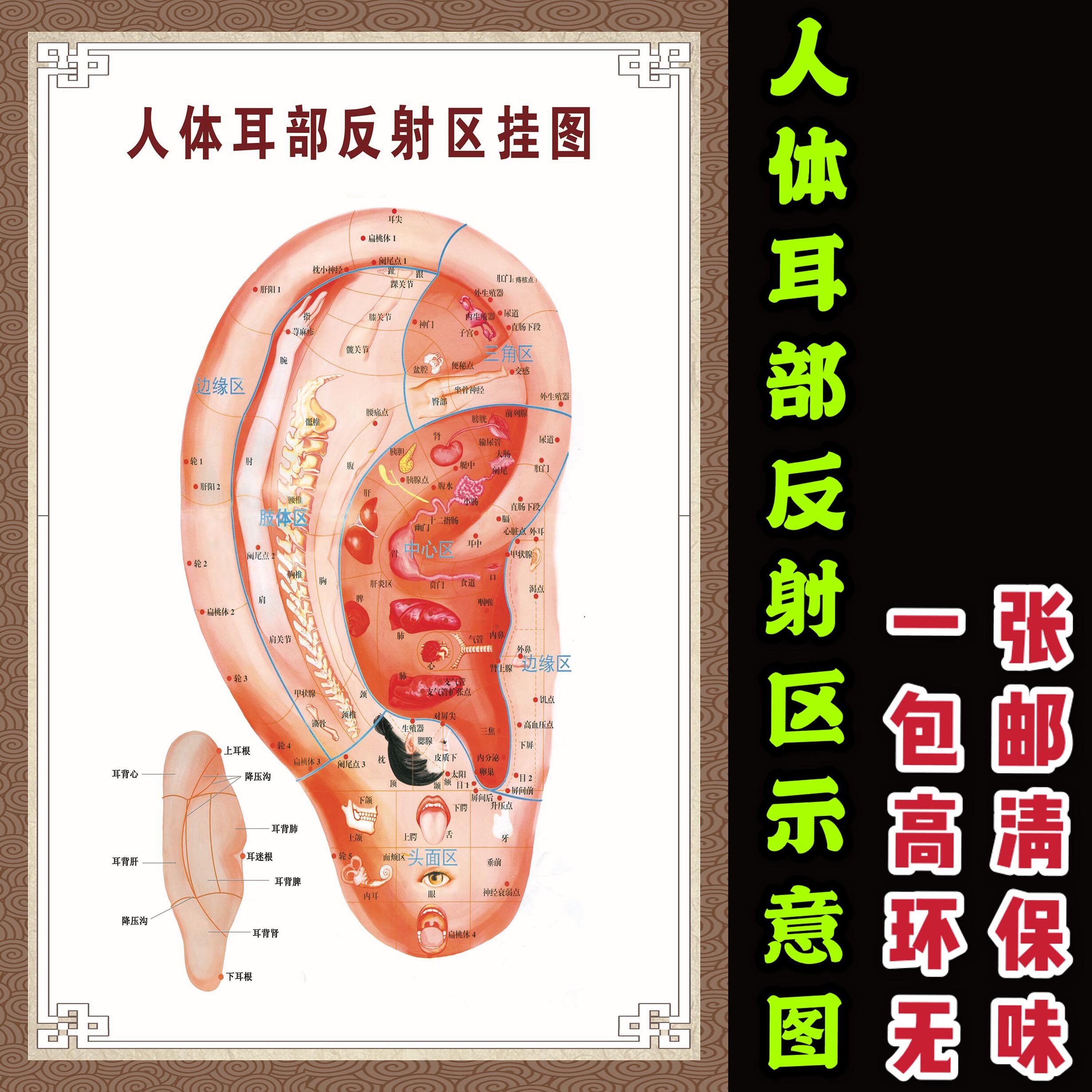 耳部足部手部头部反射区健康疗法挂图按摩足浴人体穴位针灸艾灸图