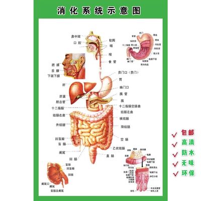 消化肠道系统结构海报
