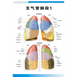 解剖挂图支气管肺医院海报系统图