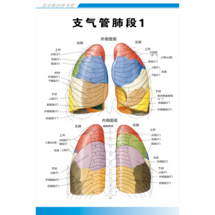 医院呼吸系统科系列解剖挂图支气管肺段镜检图谱图片海报定制