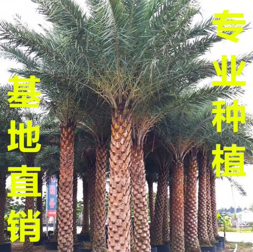 中东海枣树苗 银海枣树 棕榈树苗加拿利海枣树苗林刺葵庭院风景树