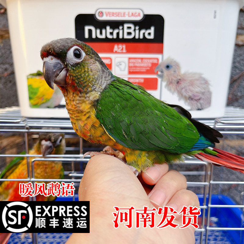手养小和尚小太阳黄边凤梨绿颊蓝化标识鸟类粮雏鸟滋养丸奶粉鸟粮