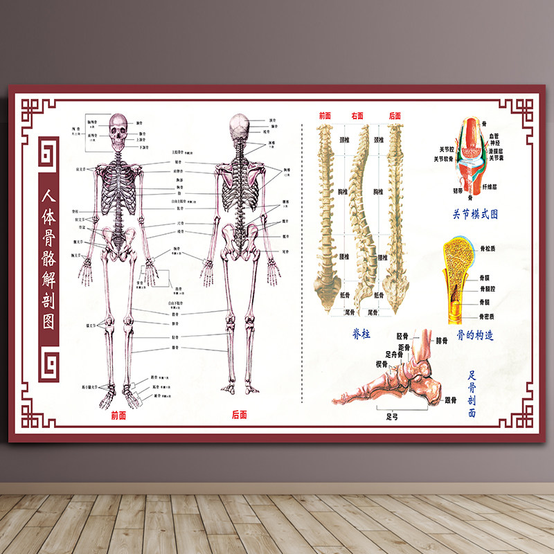 人体解剖图结构示意图人体内脏器官骨骼肌肉构造挂图全身解刨图片