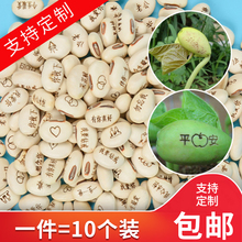 刀豆植物种子迷你小盆栽 创意刻字魔豆 爱情豆幼儿园祝福种子定制